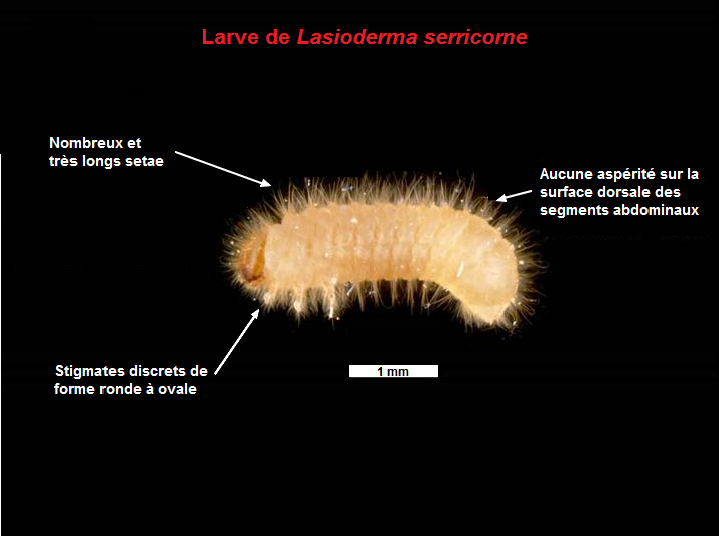 Lasioderma serricorne