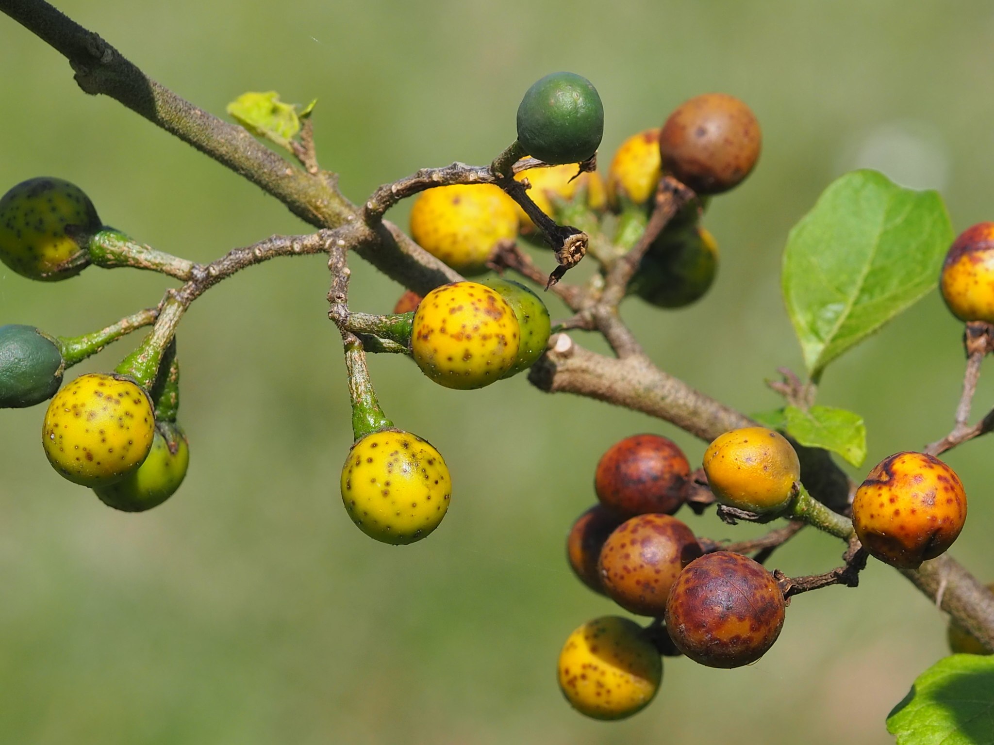 Solanum torvum