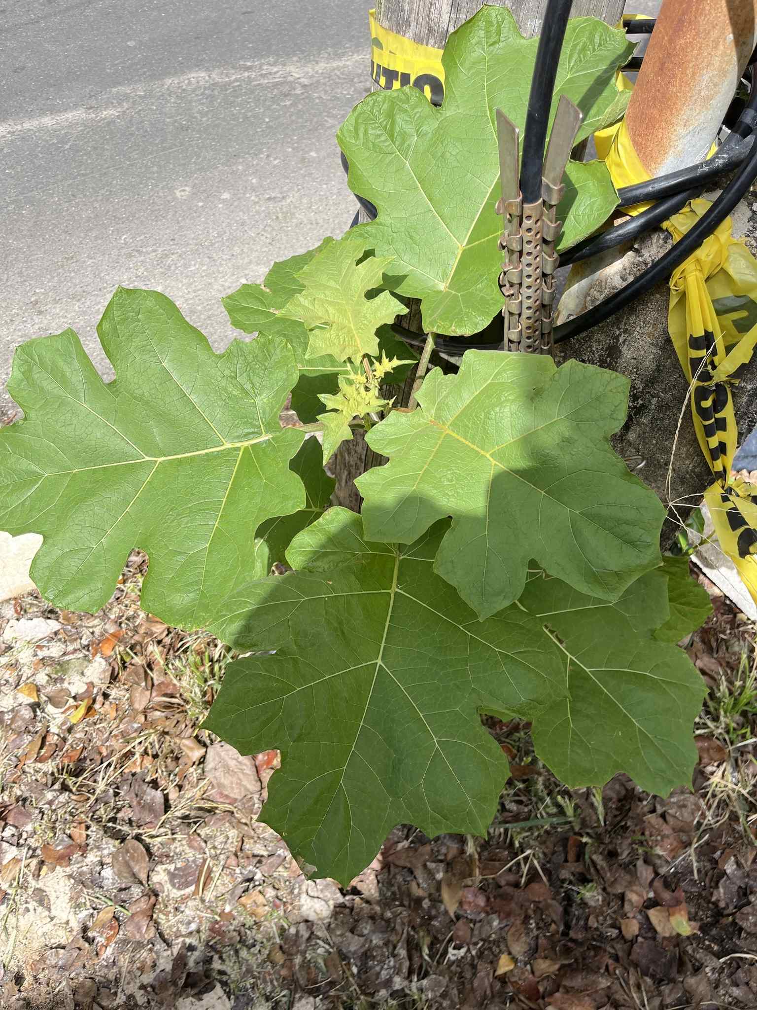 Solanum torvum