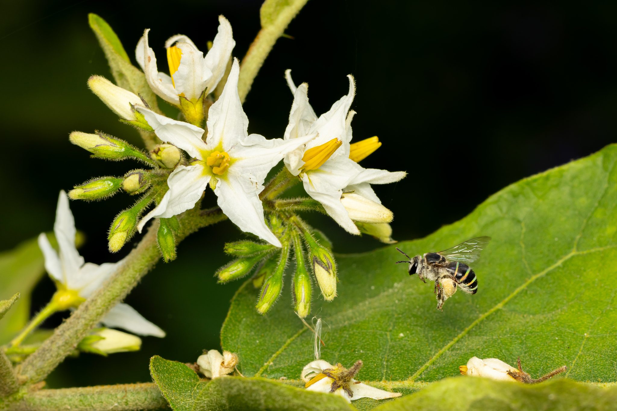 Solanum torvum