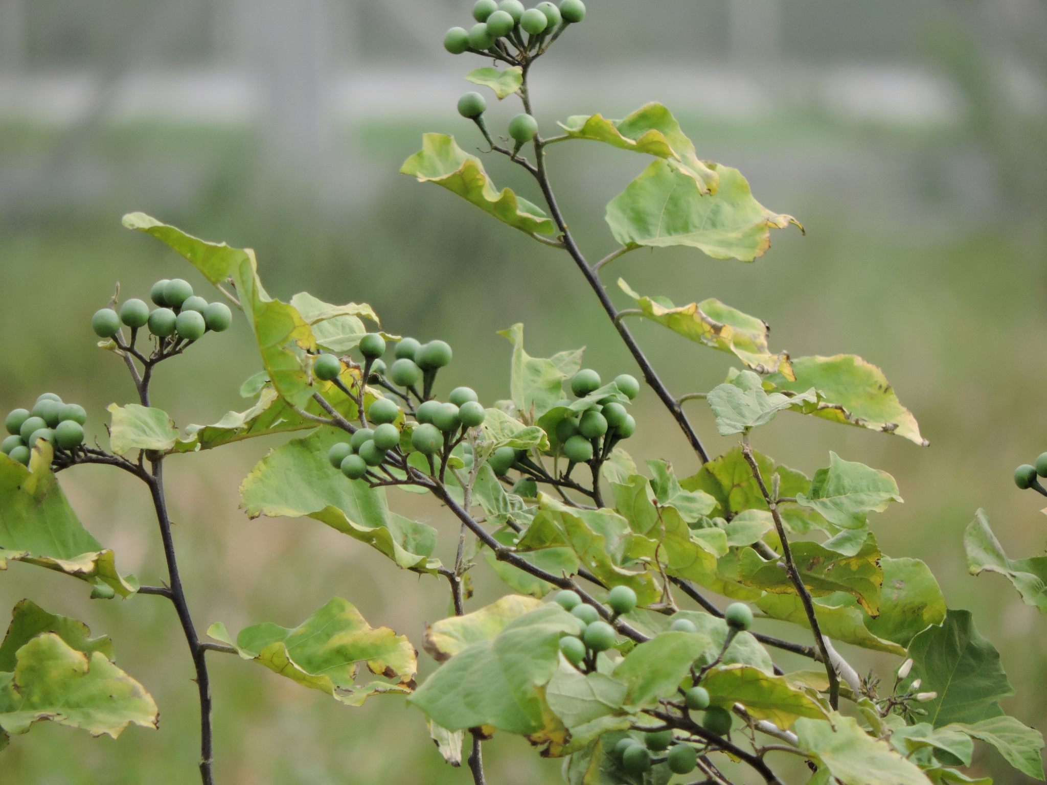 Solanum torvum