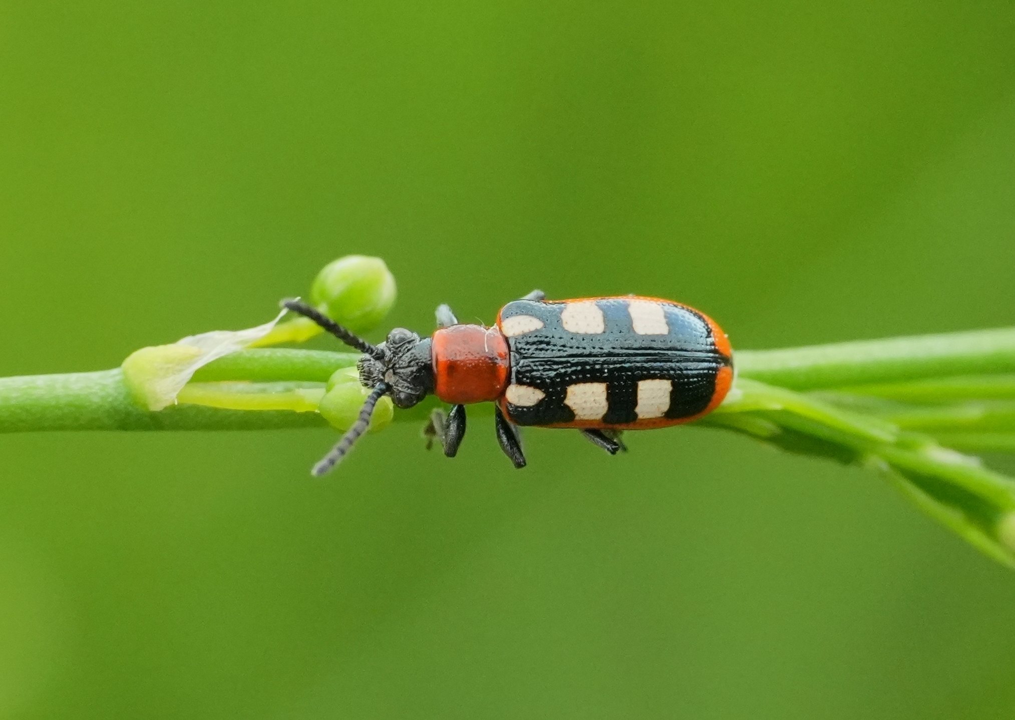 Crioceris asparagi