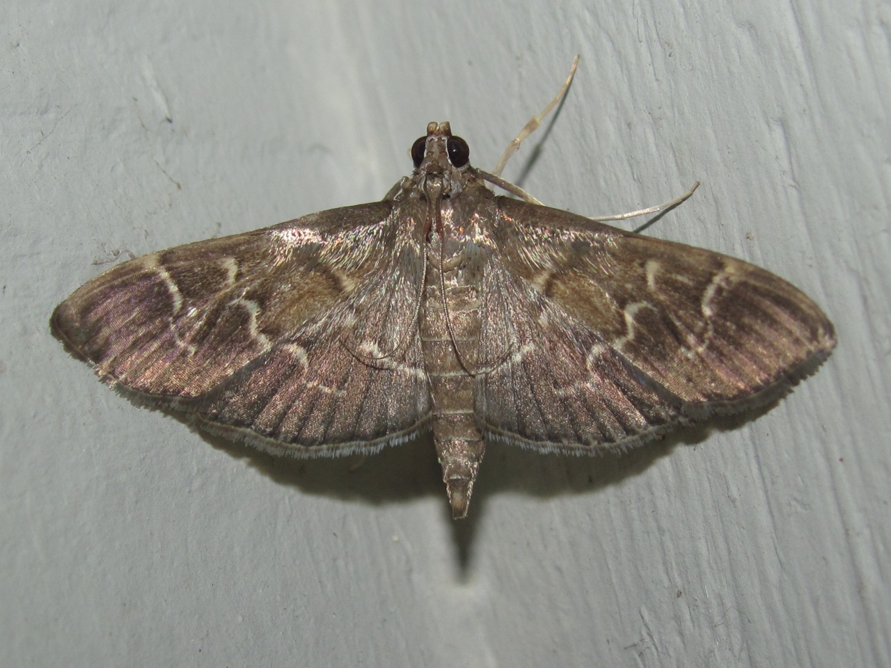 Pilocrocis