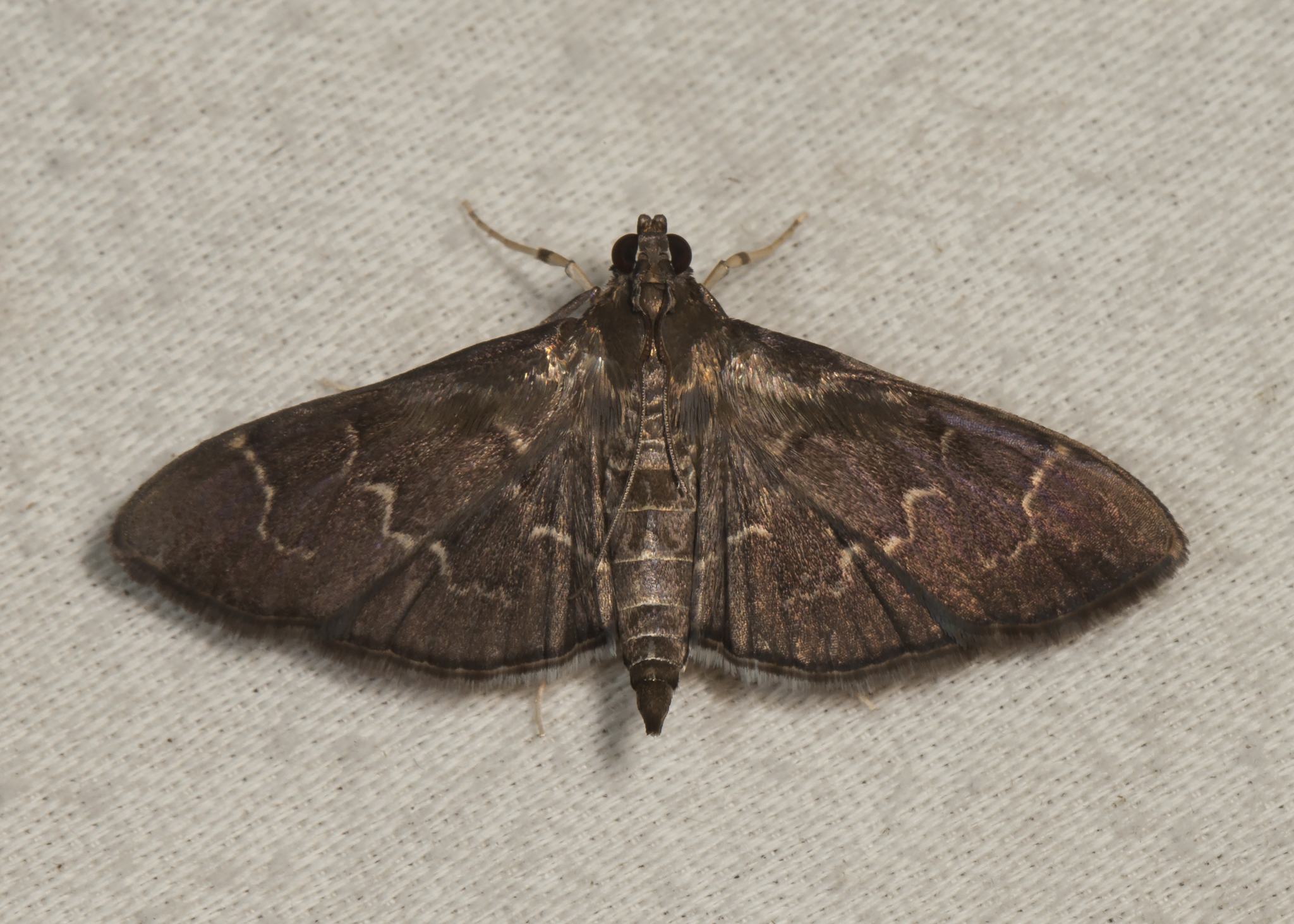 Pilocrocis