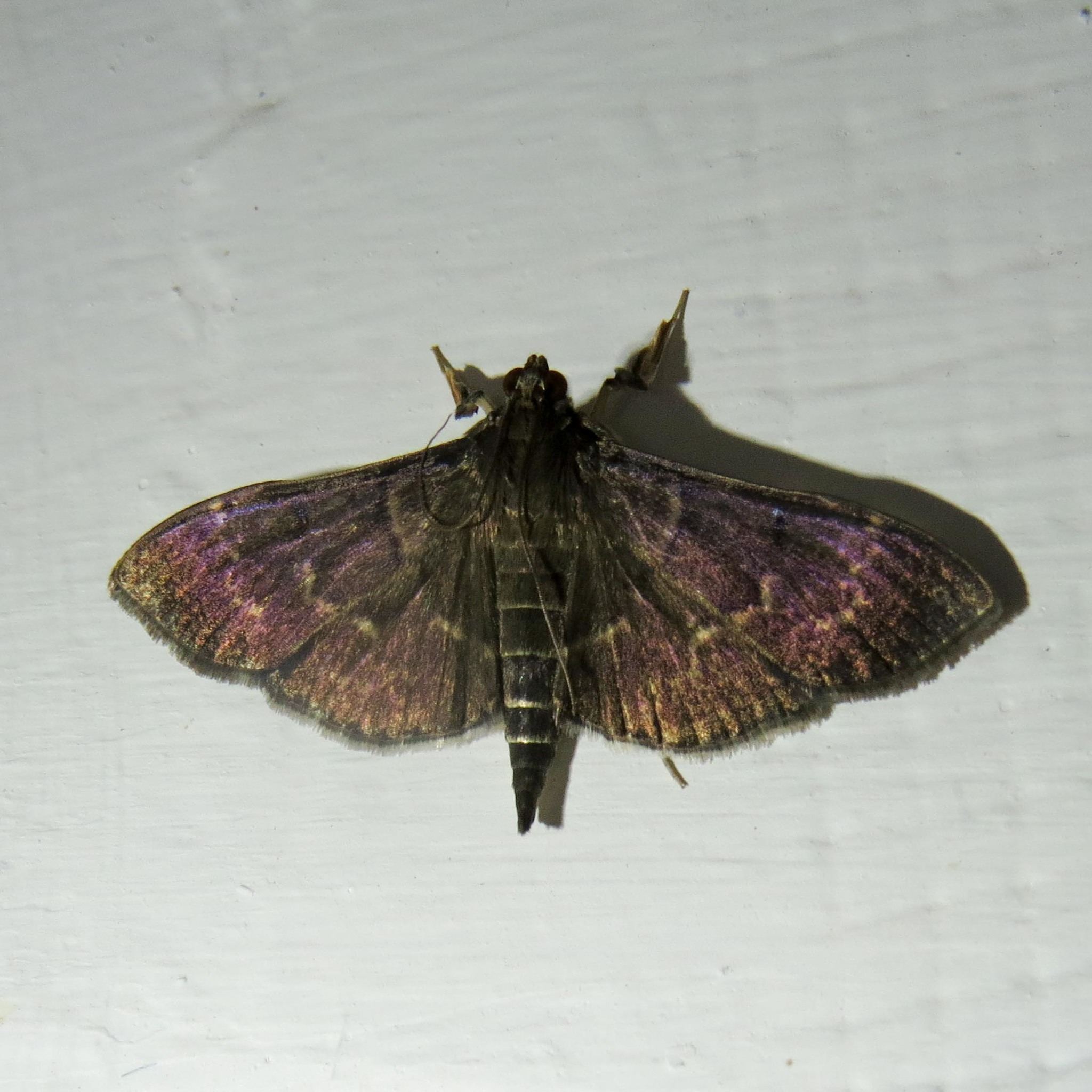 Pilocrocis