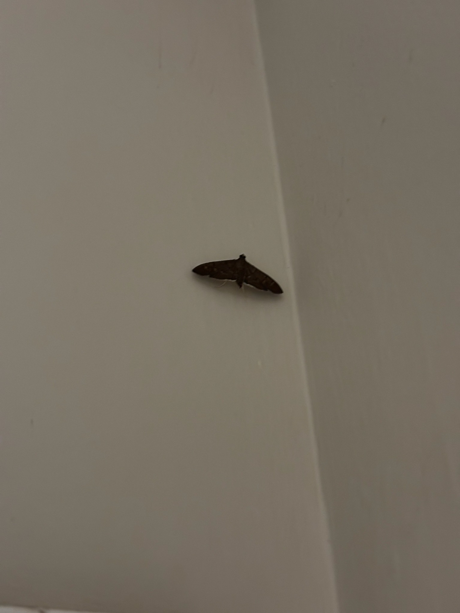 Pilocrocis