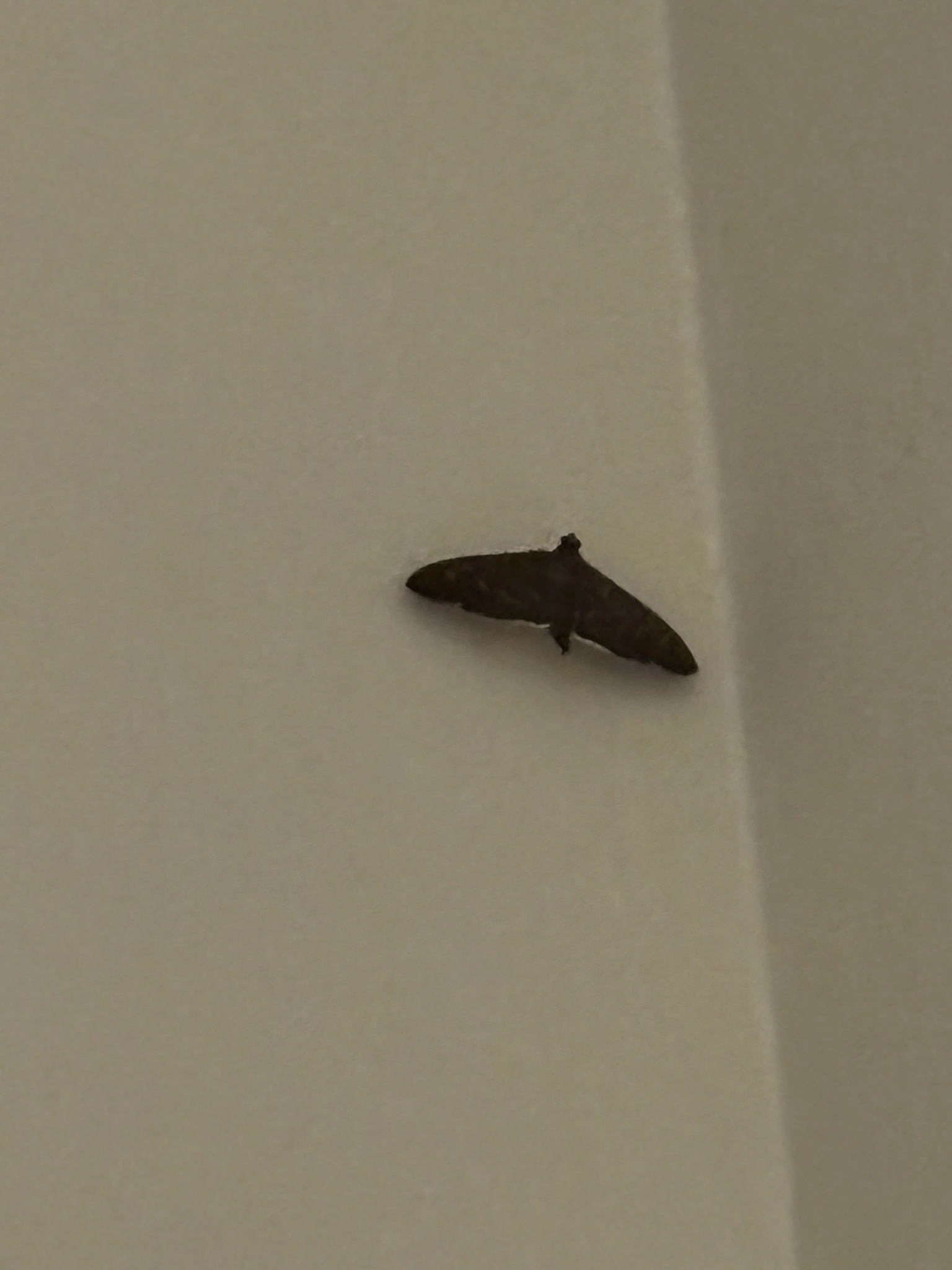 Pilocrocis