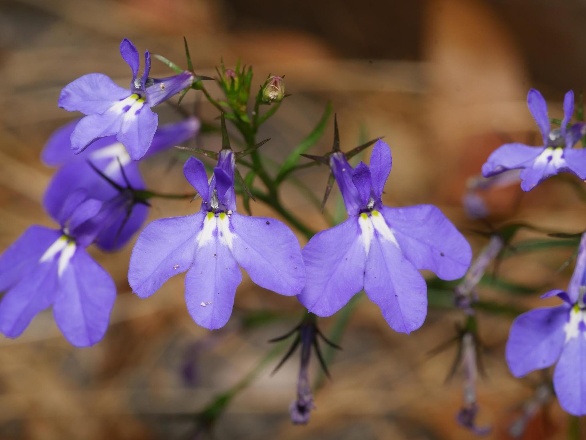 Lobelia erinus