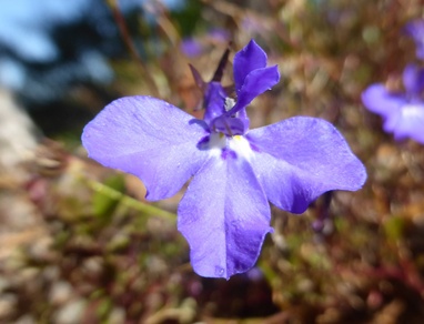 Lobelia erinus