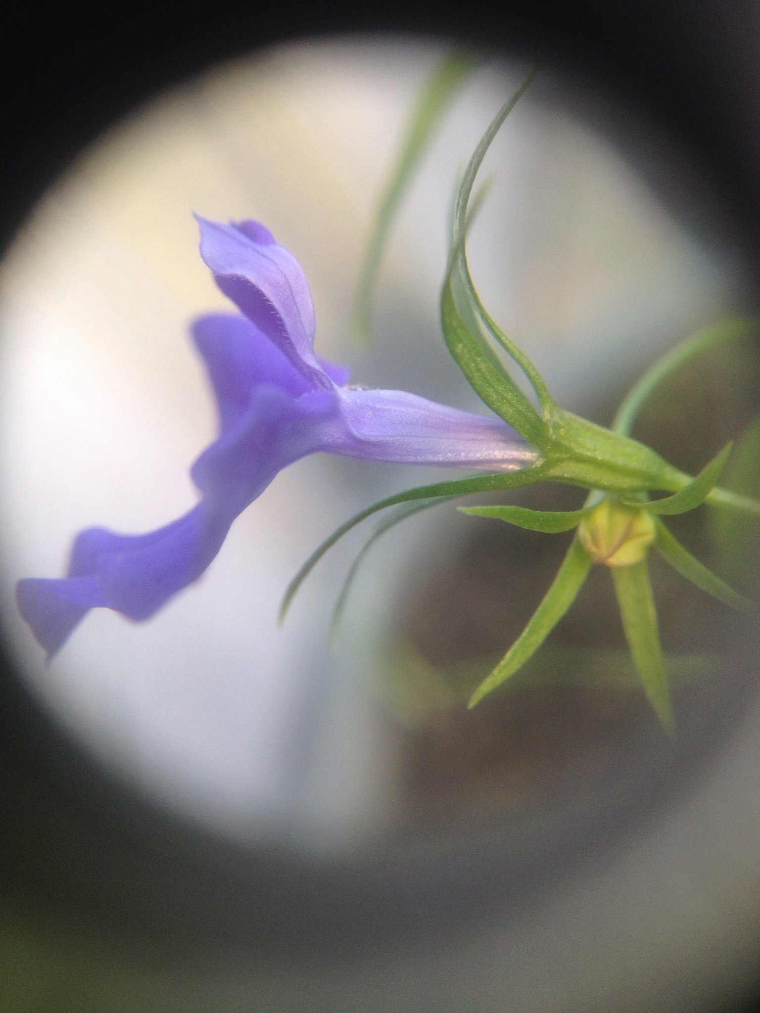 Lobelia erinus