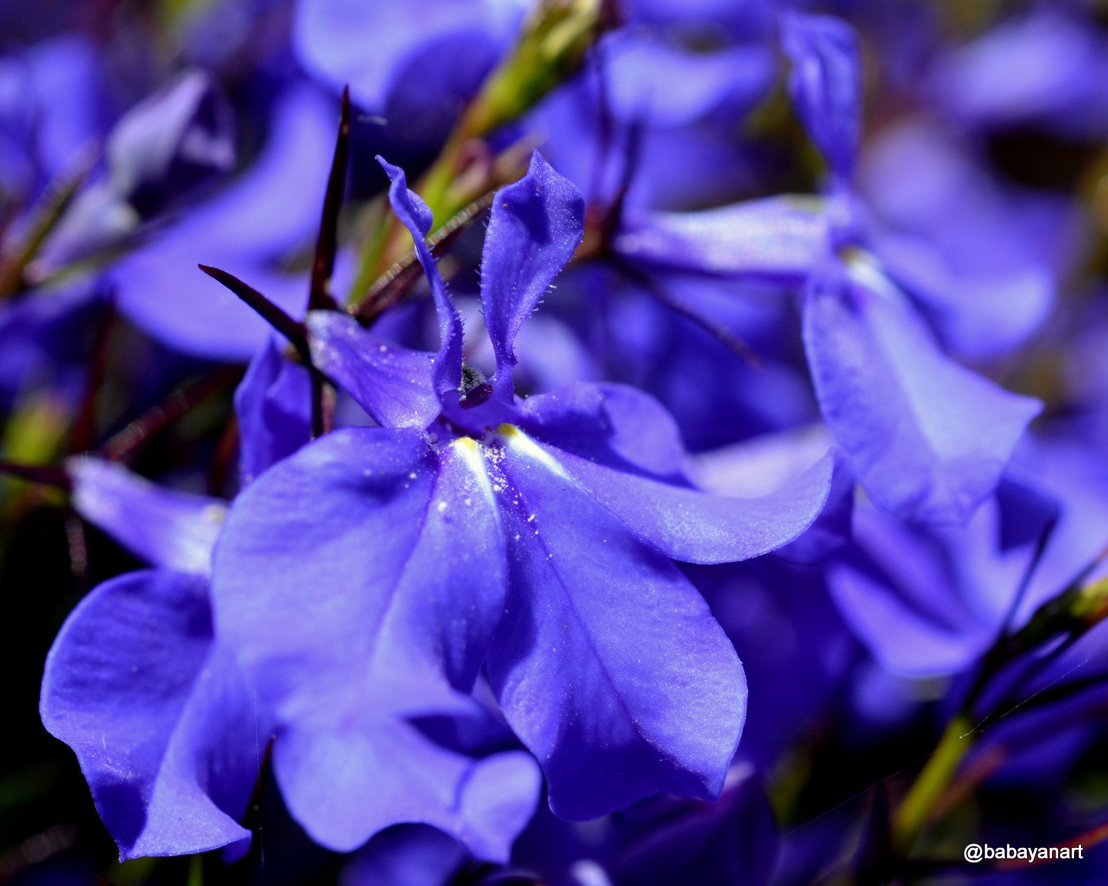 Lobelia erinus