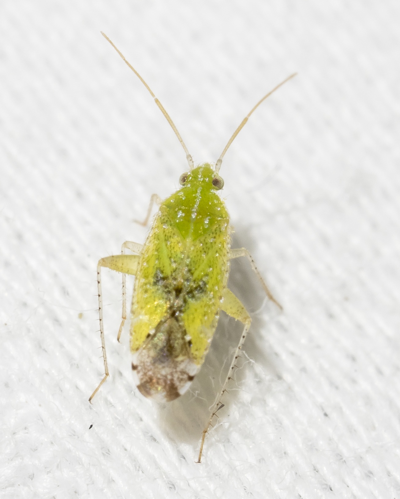 Keltonia