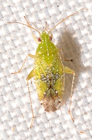 Keltonia