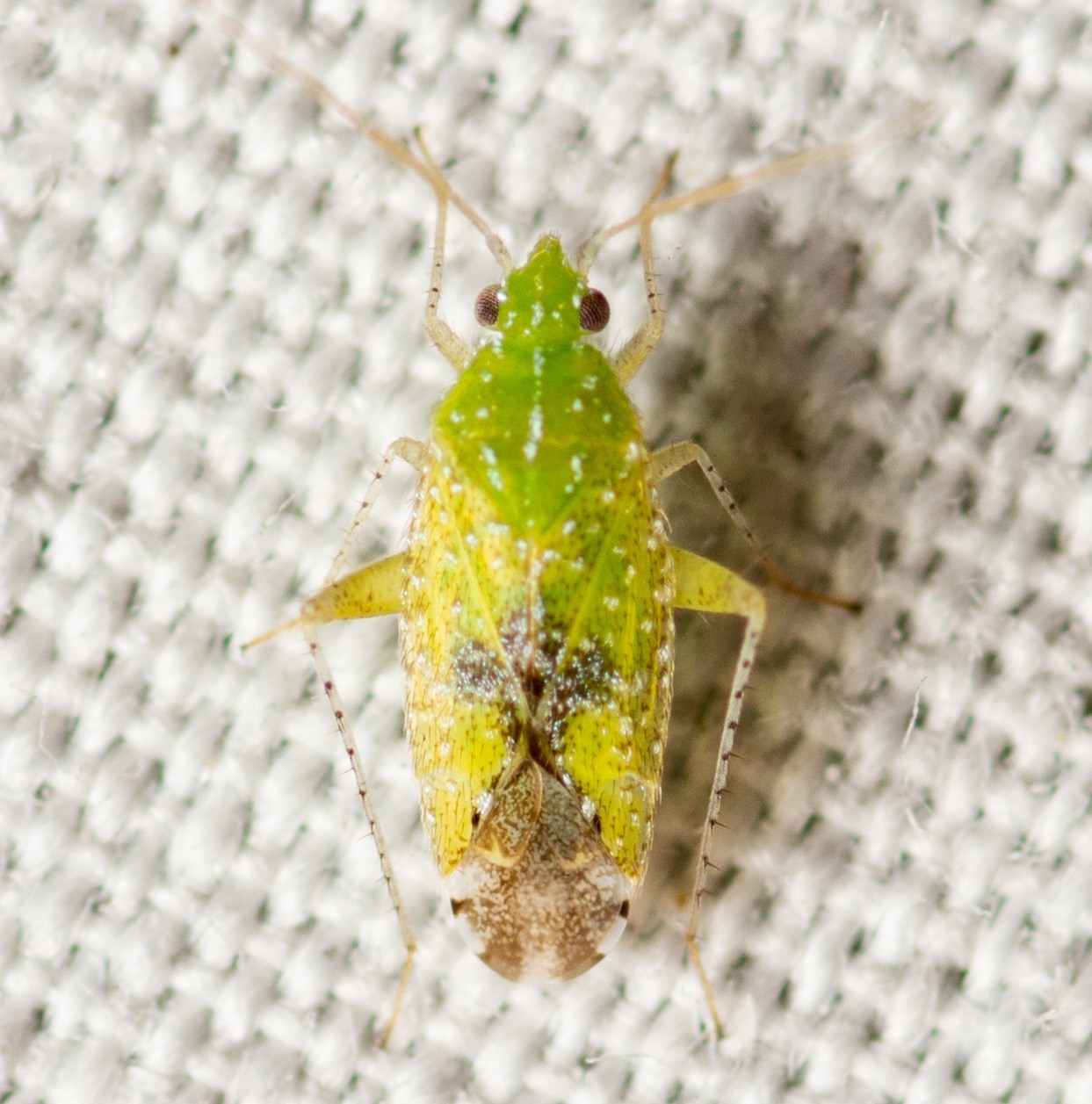 Keltonia