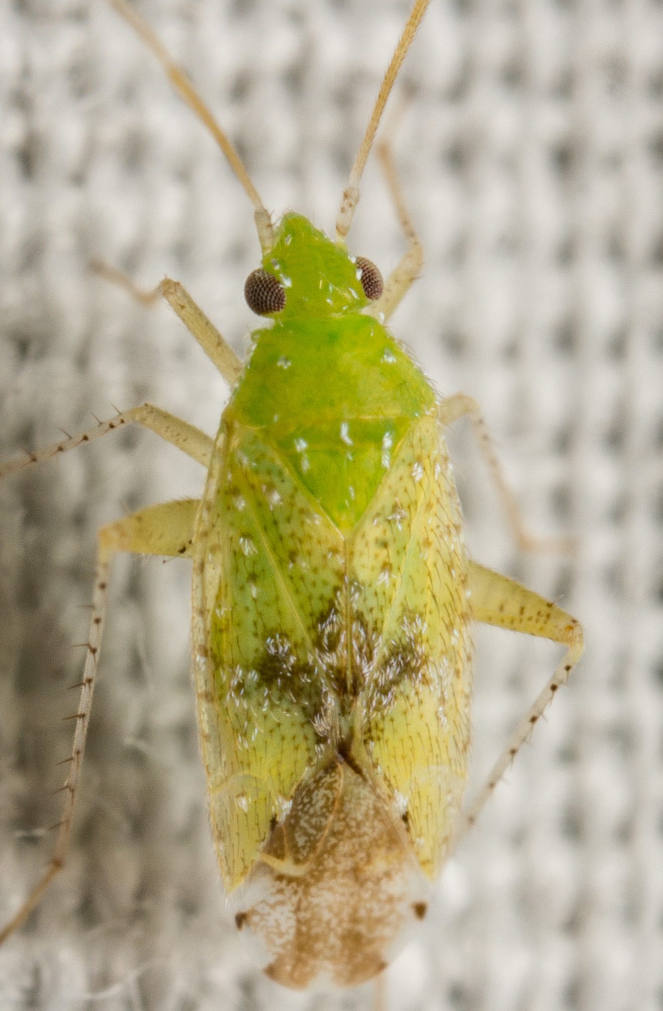 Keltonia