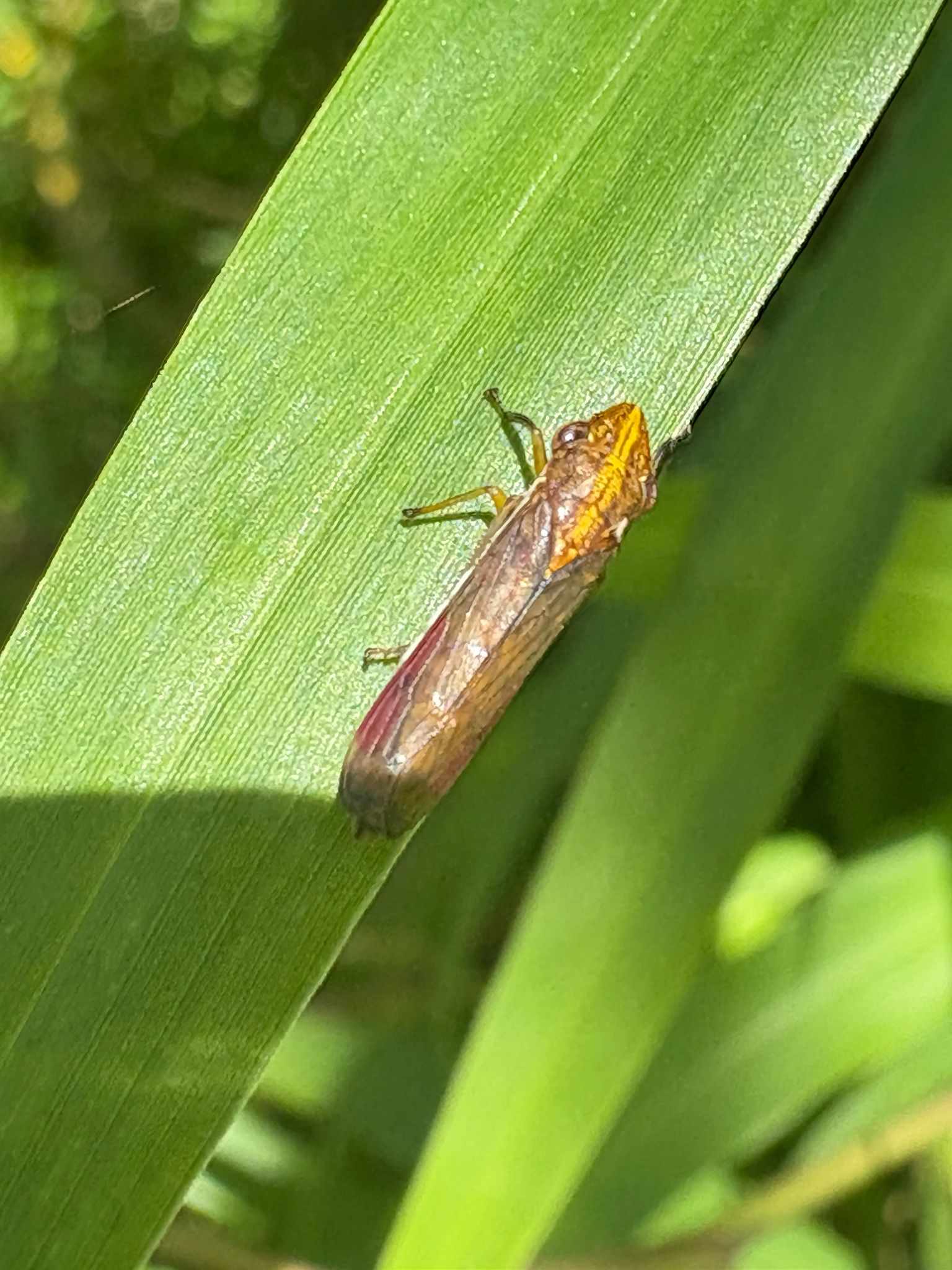 Phera lacerta