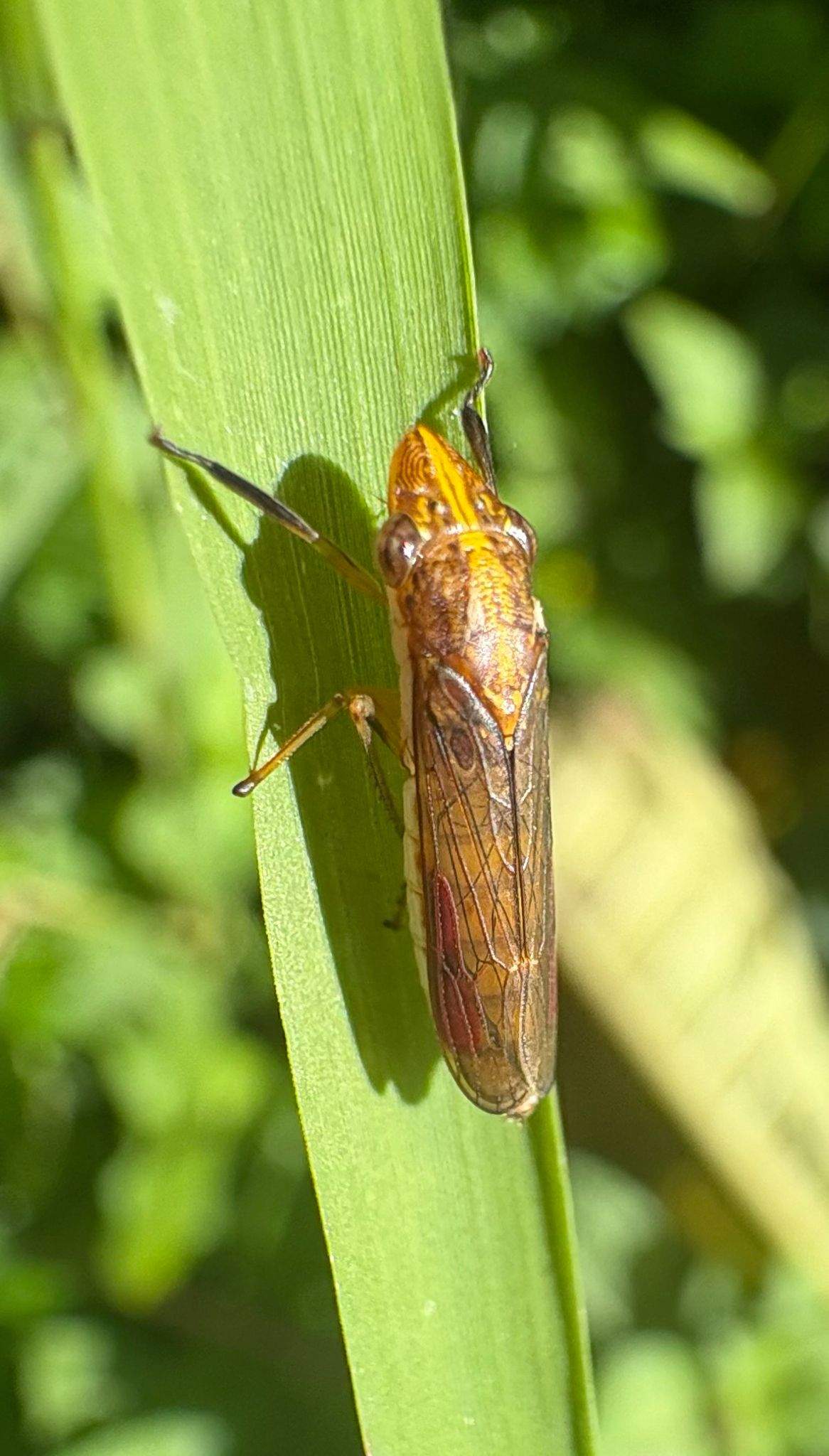 Phera lacerta
