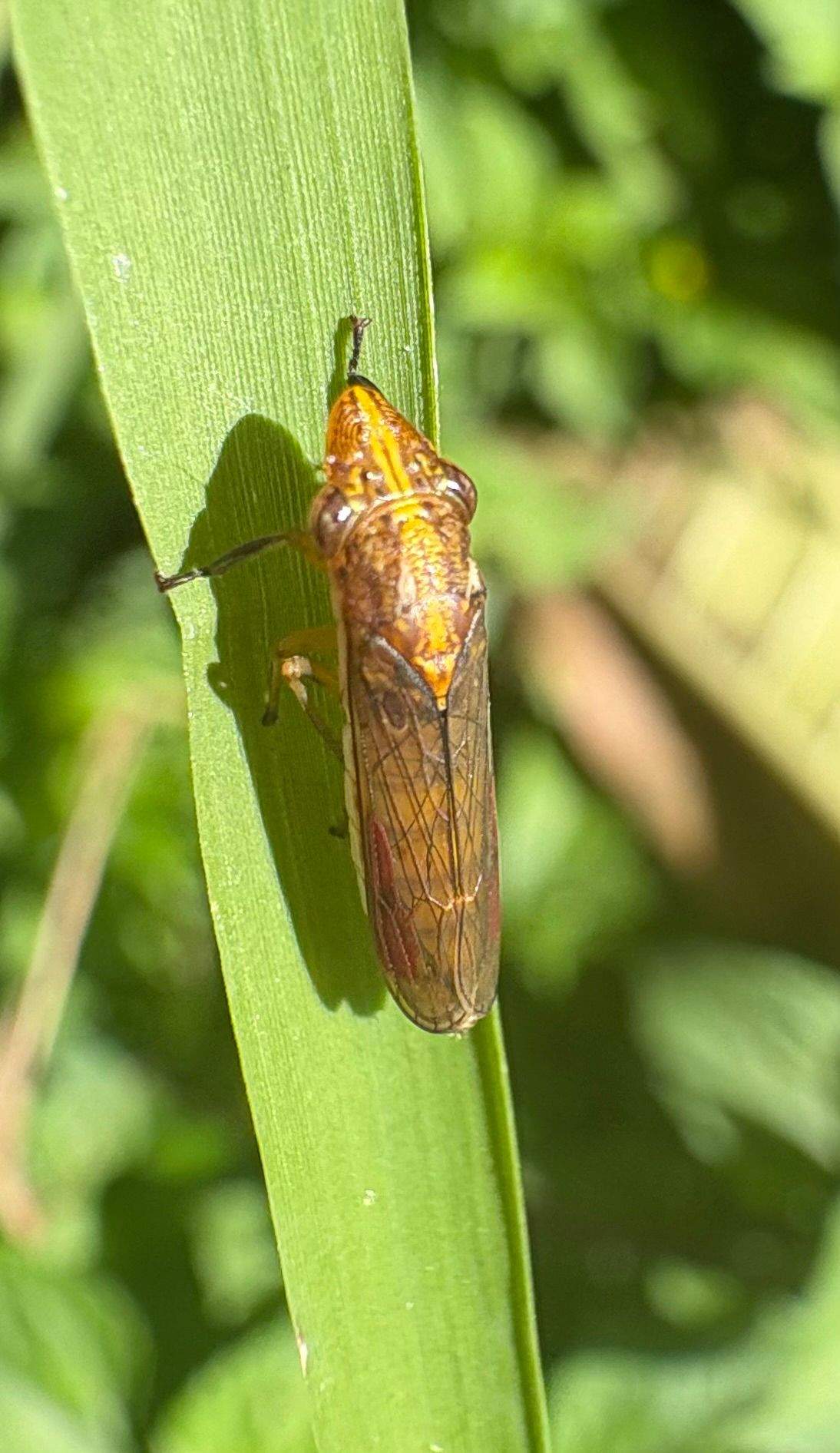 Phera lacerta