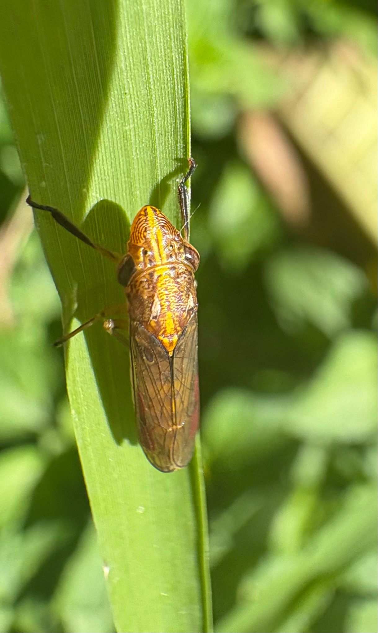 Phera lacerta