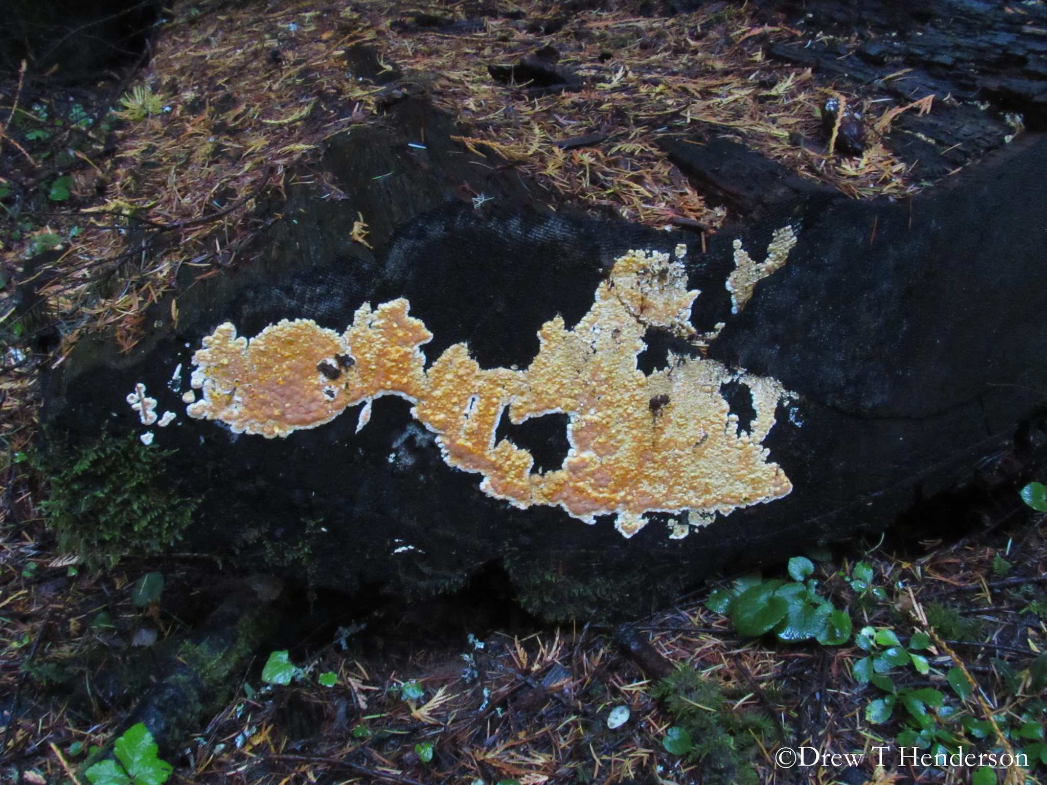 Coniferiporia weirii