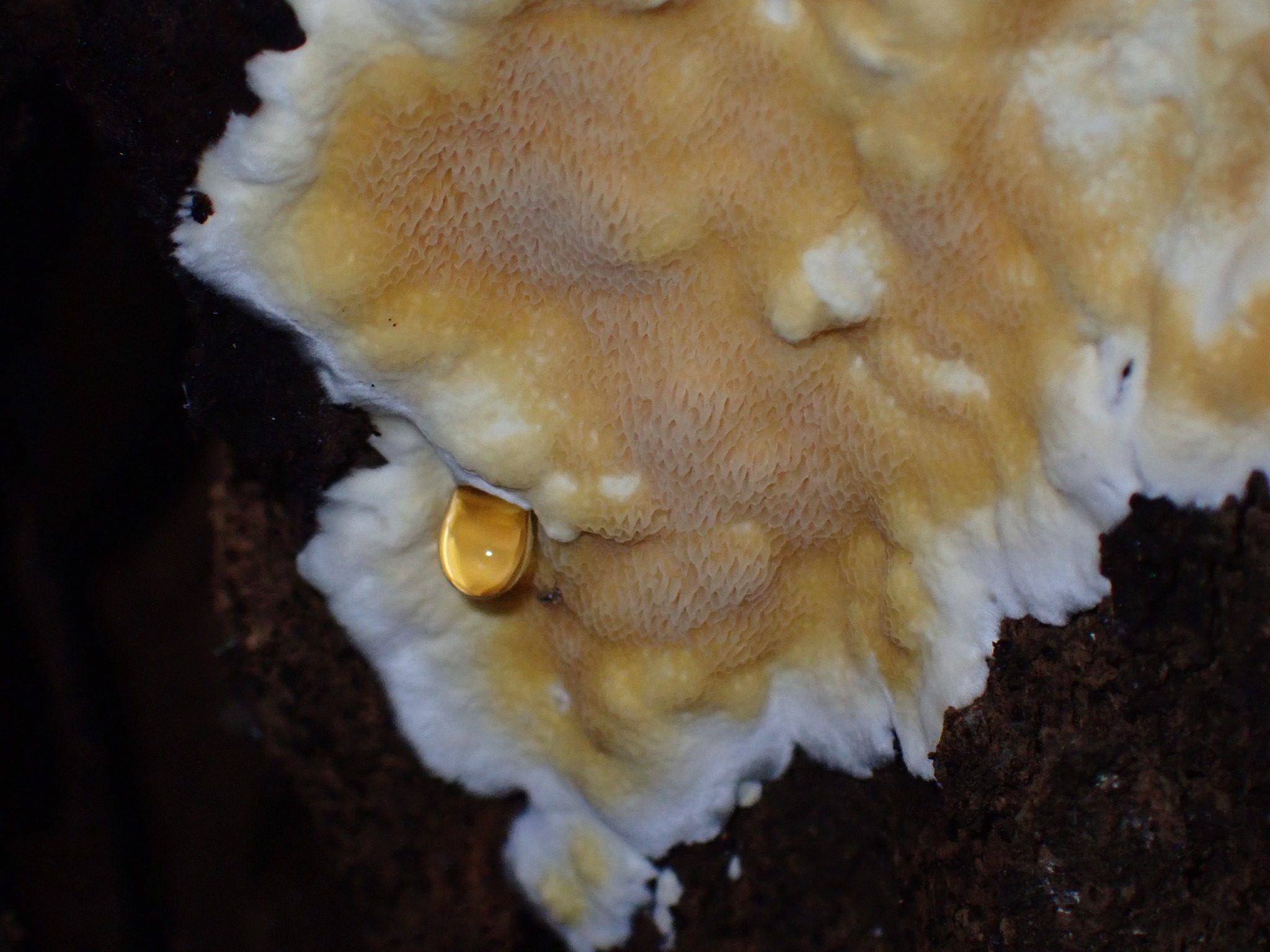 Coniferiporia weirii