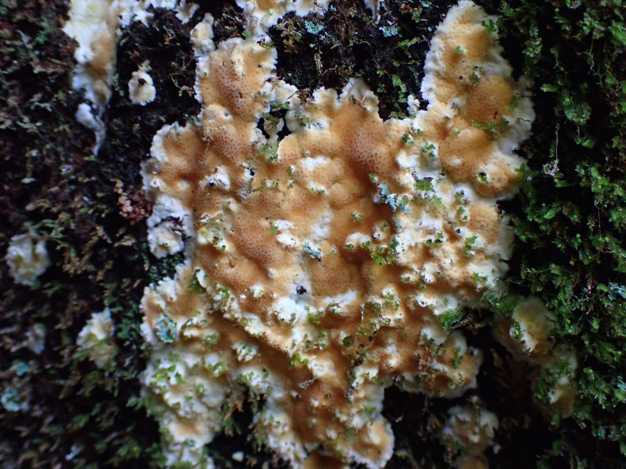 Coniferiporia weirii
