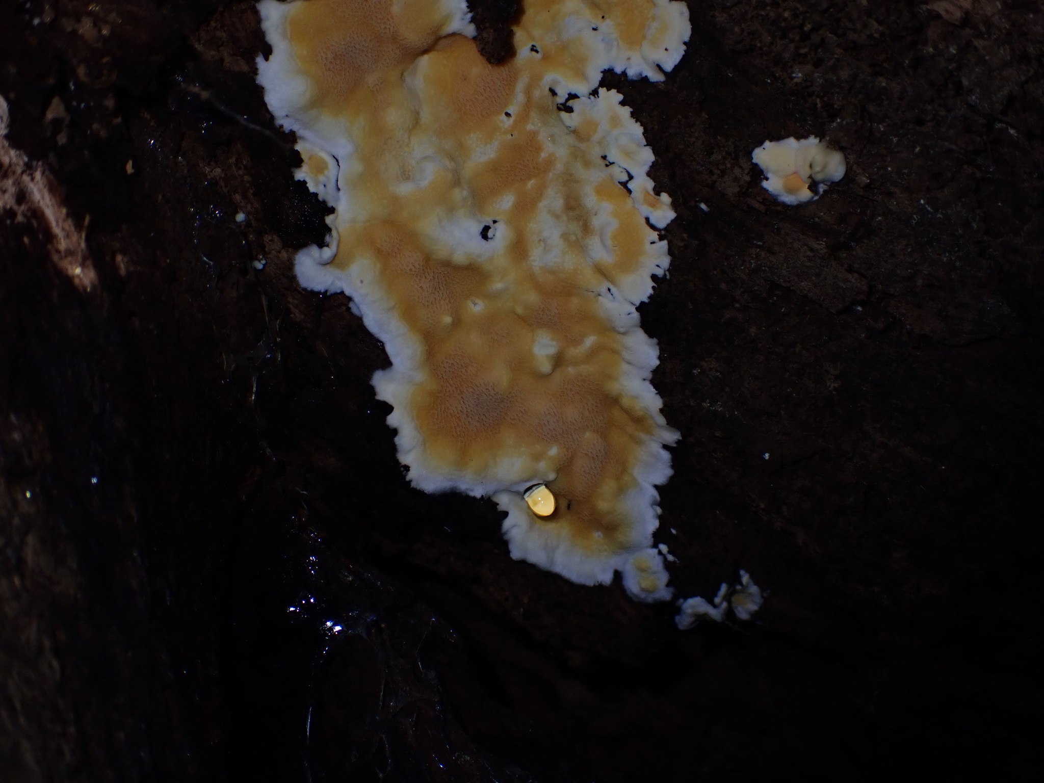 Coniferiporia weirii