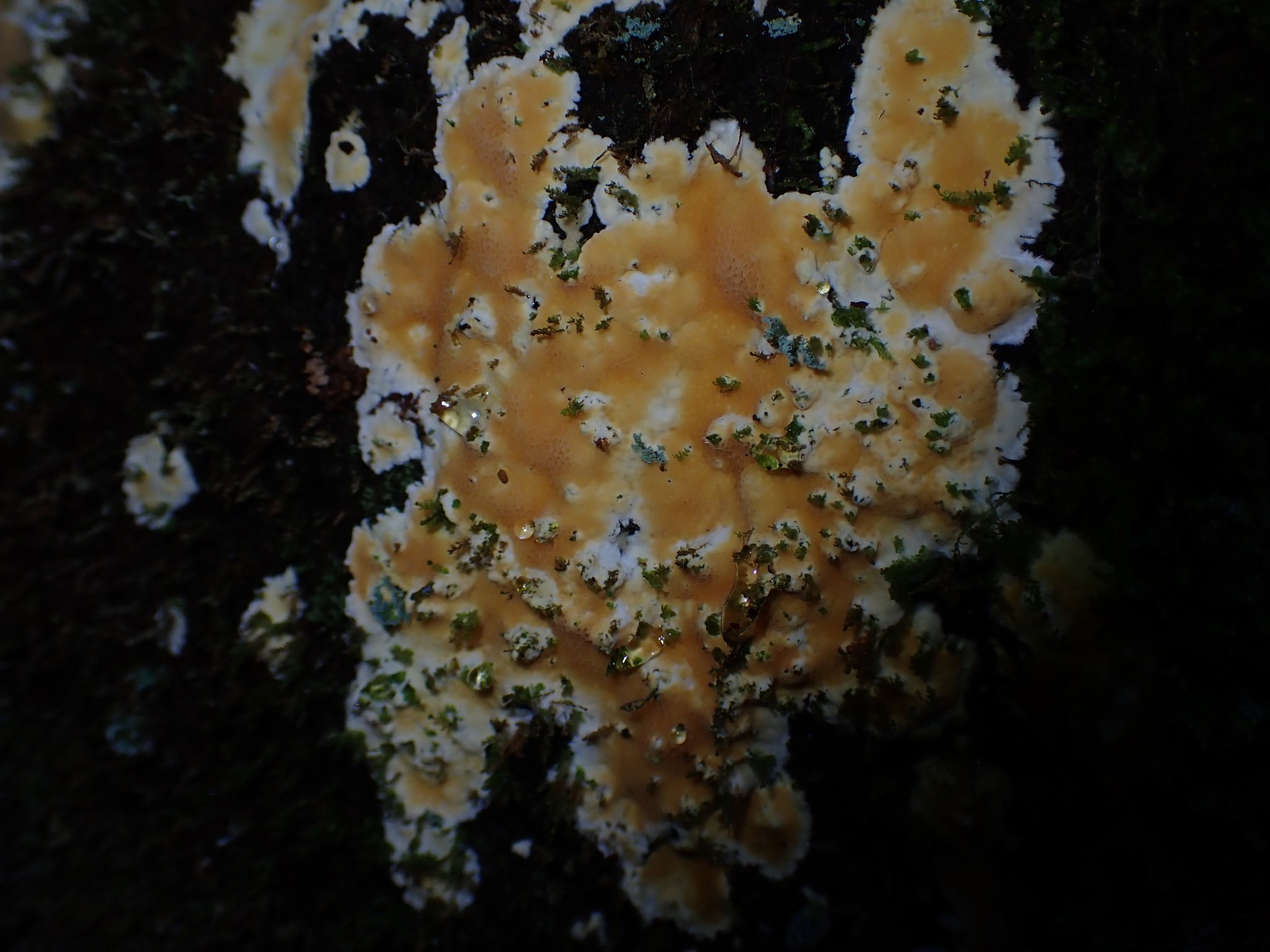 Coniferiporia weirii