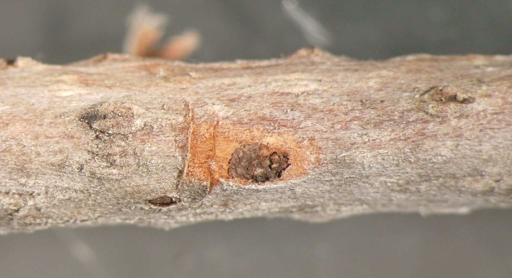 Cytospora ceratosperma