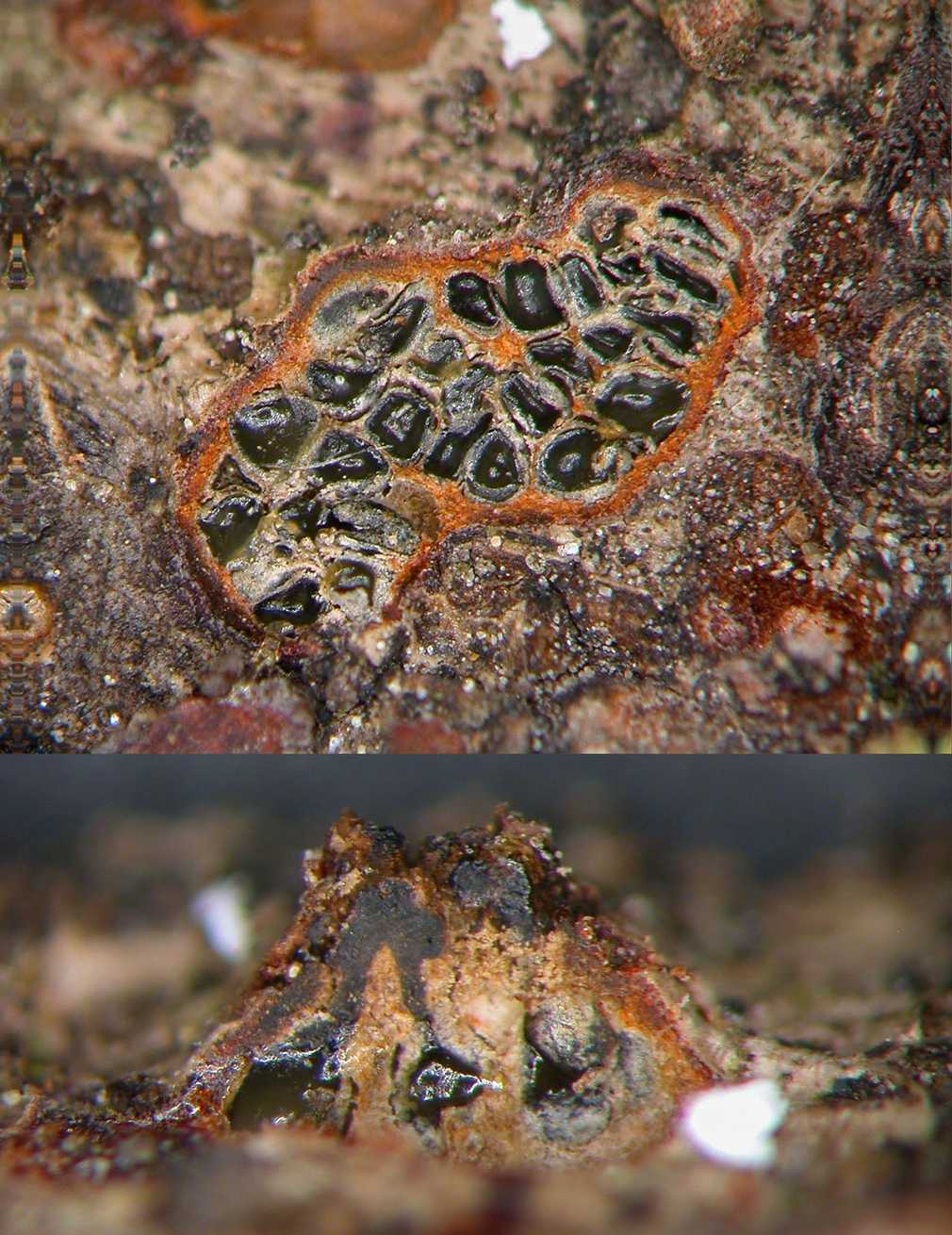 Cytospora ceratosperma
