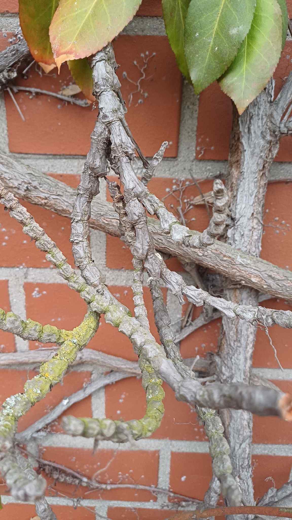 Cytospora ceratosperma