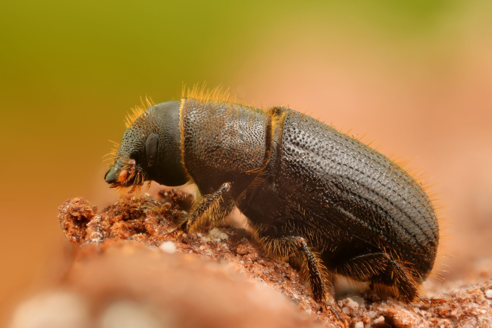 Dendroctonus micans