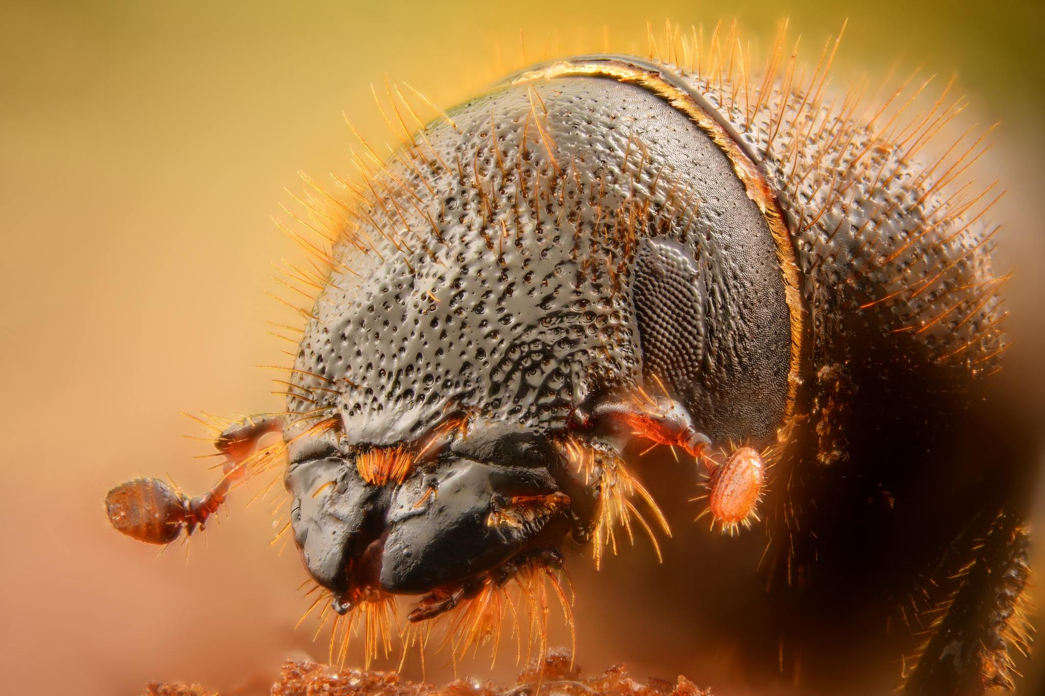 Dendroctonus micans