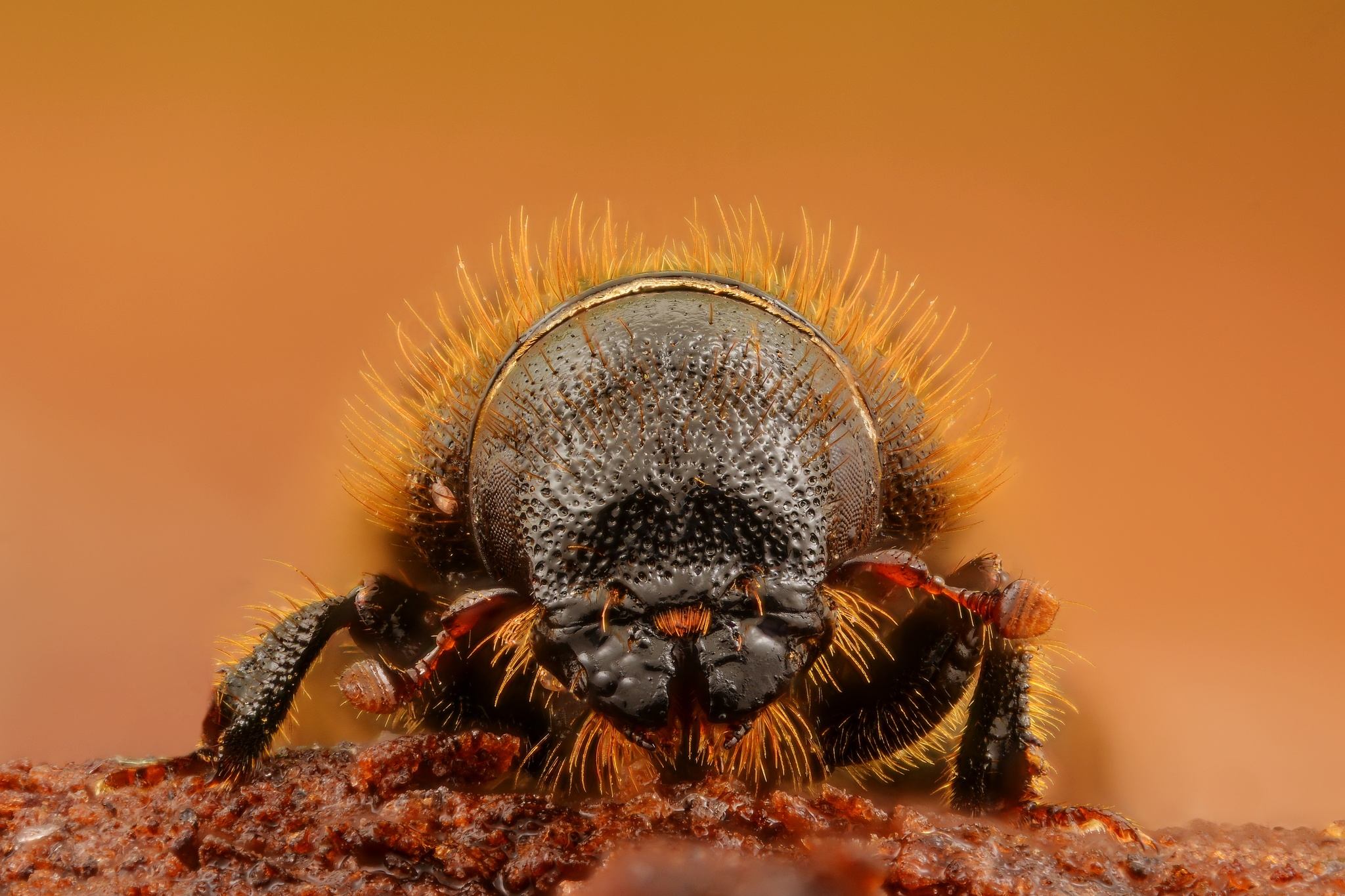 Dendroctonus micans