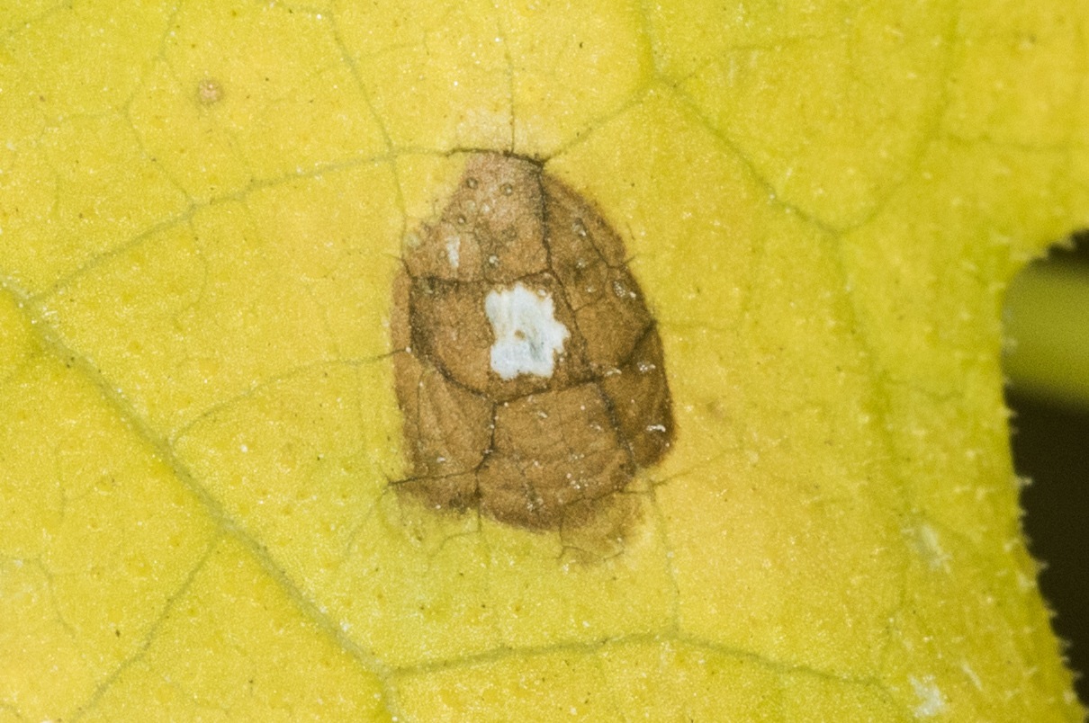 Elsinoe ampelina