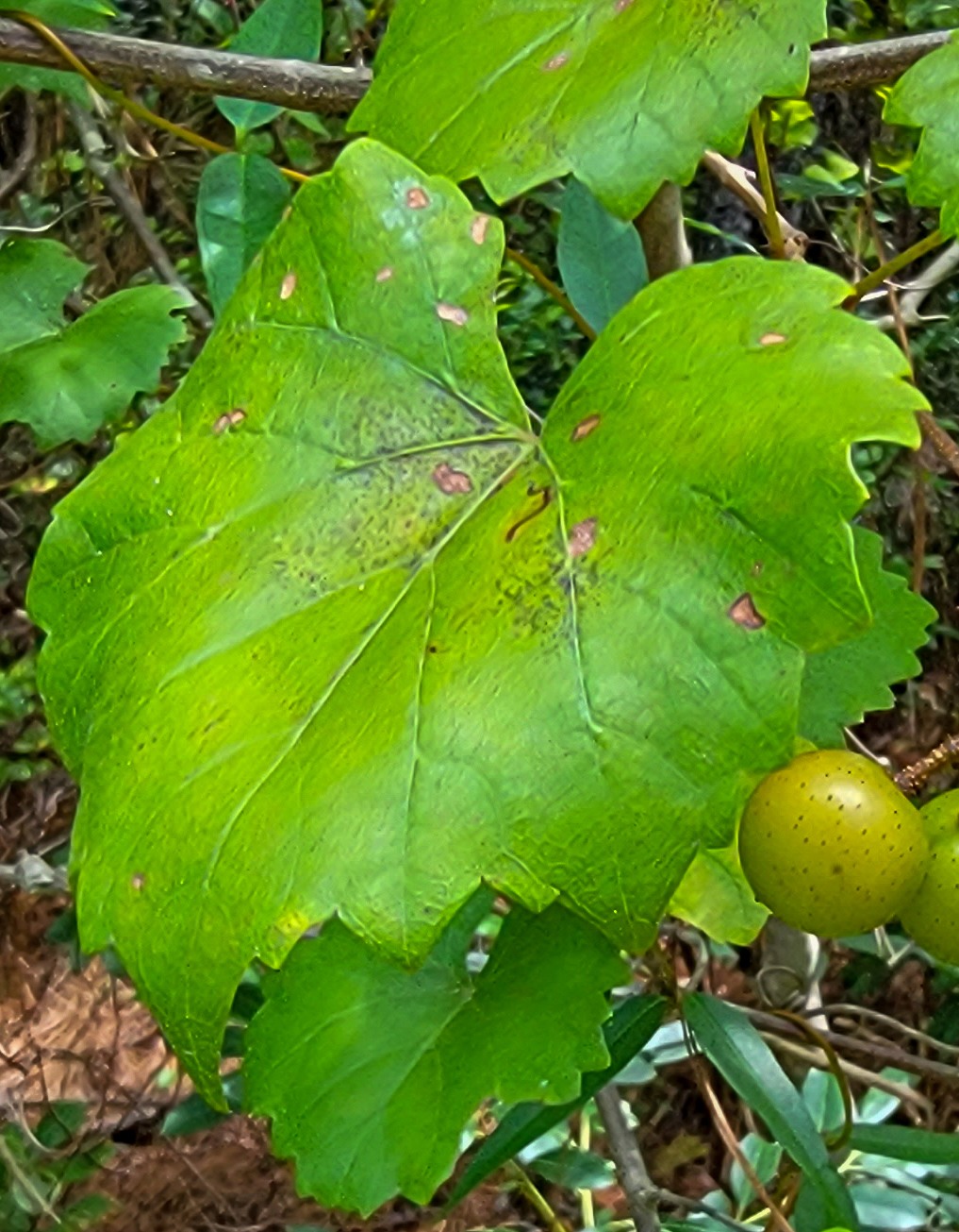 Elsinoe ampelina