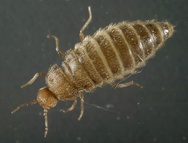 Thylodrias contractus