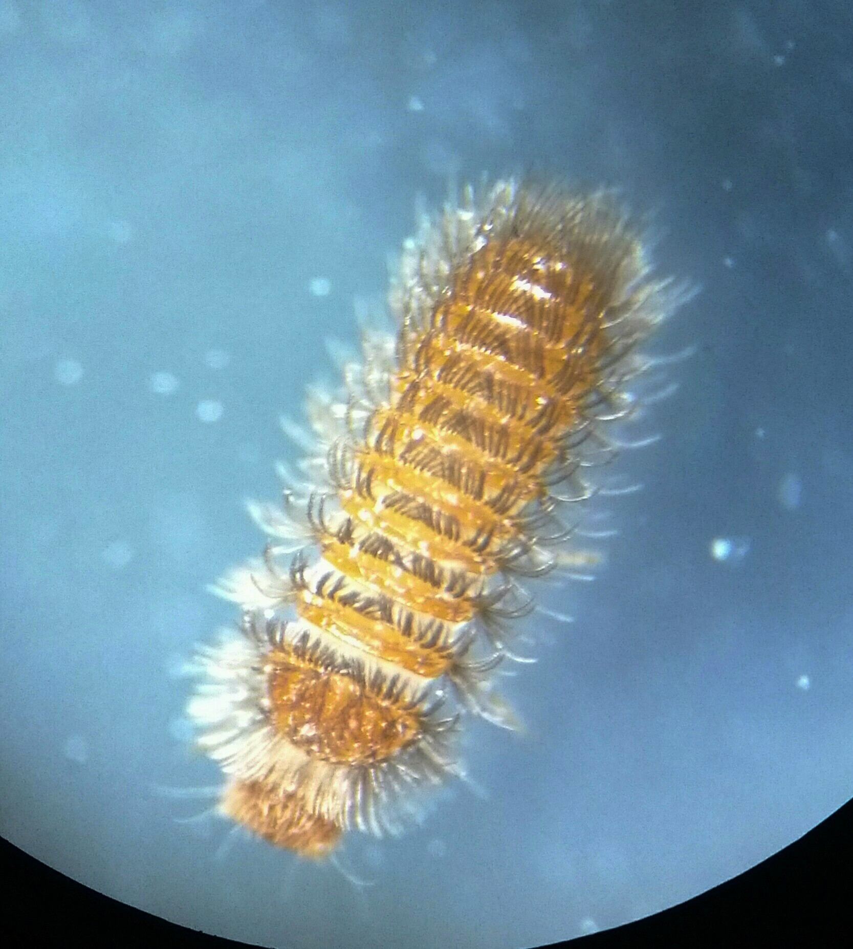 Thylodrias contractus