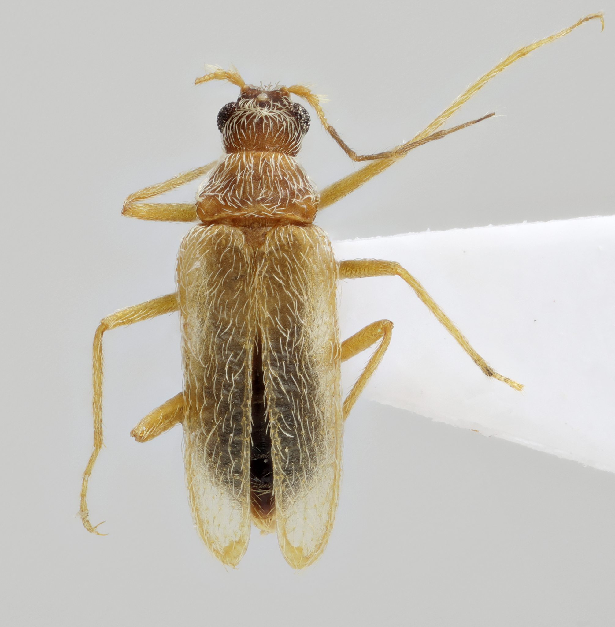 Thylodrias contractus