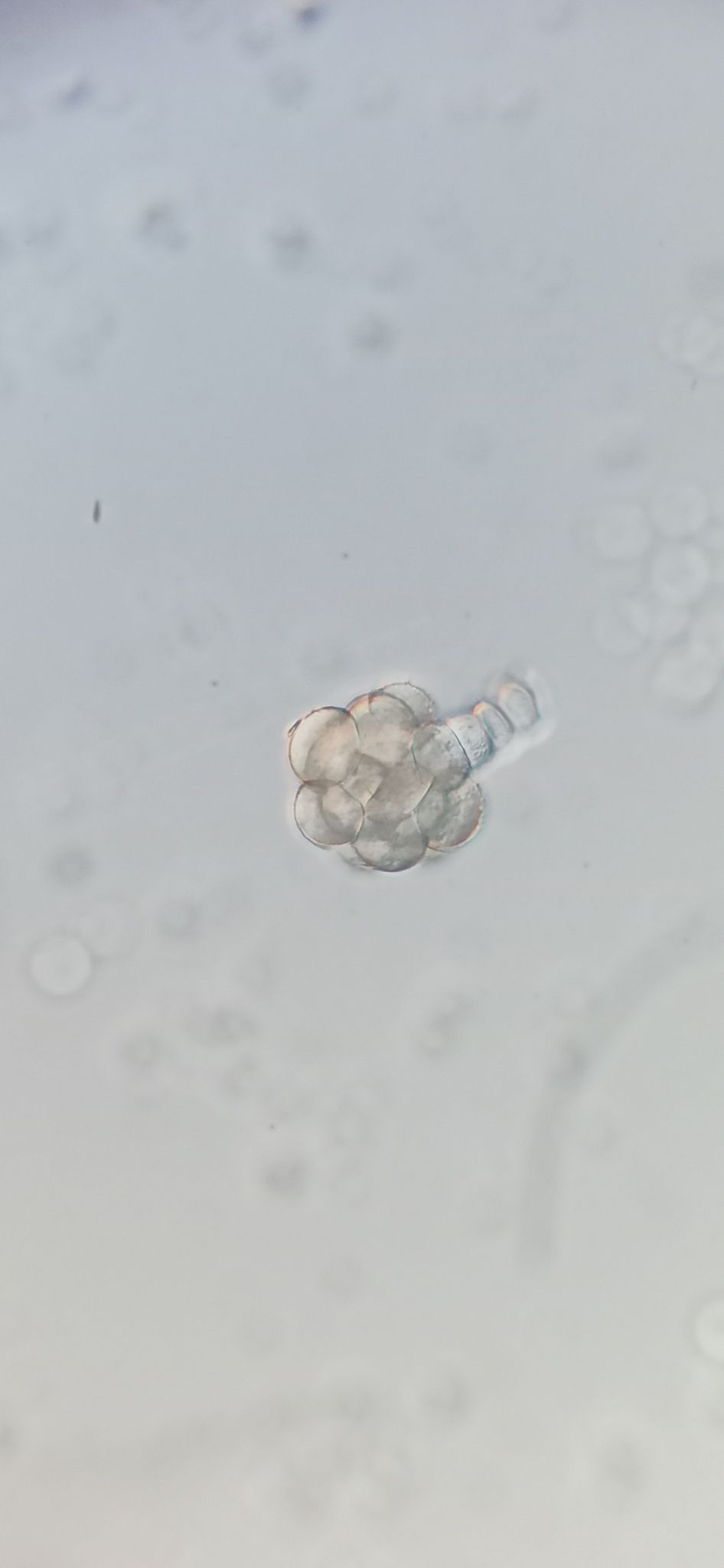Leandria momordicae