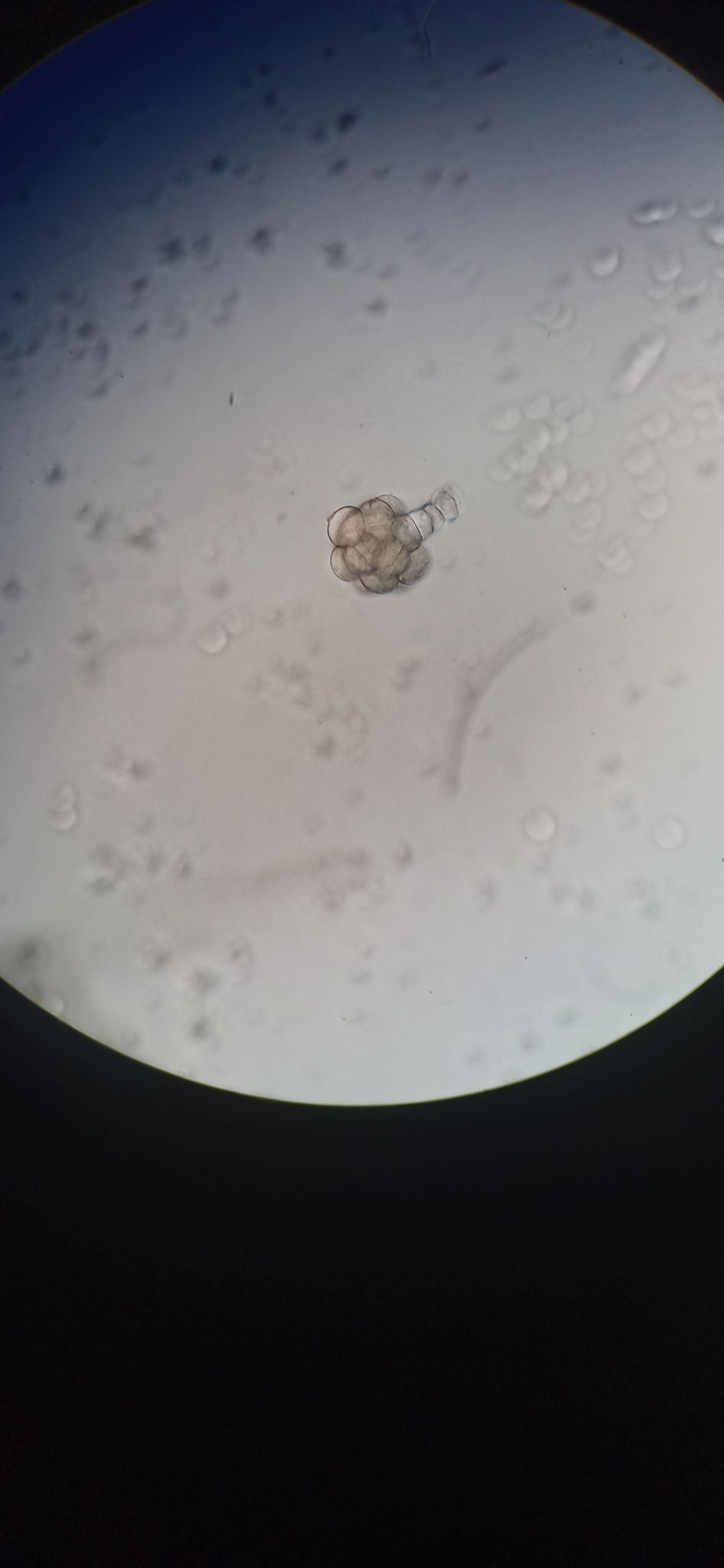 Leandria momordicae