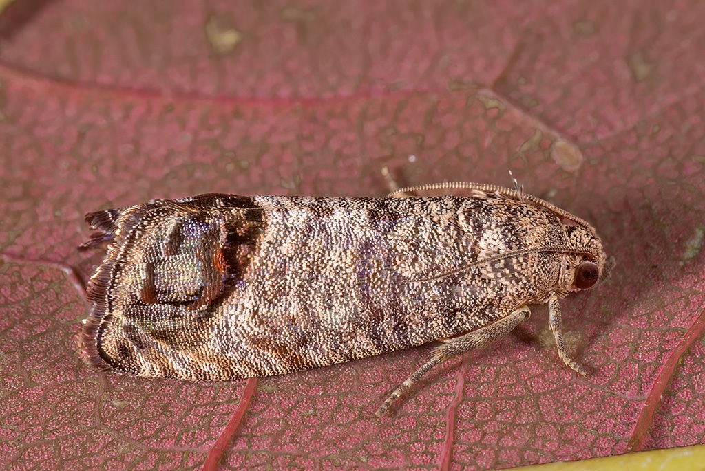 Cydia pomonella