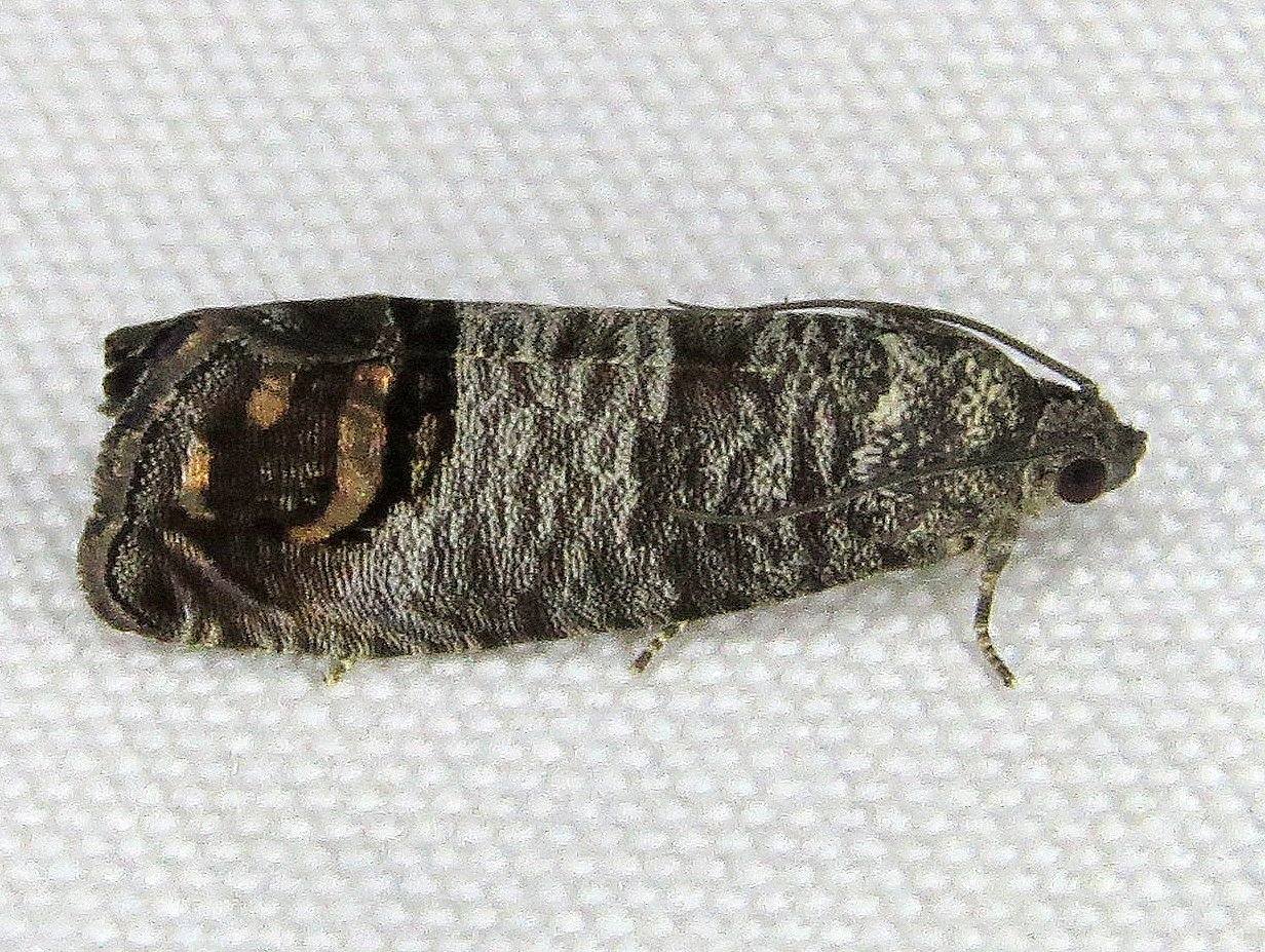 Cydia pomonella