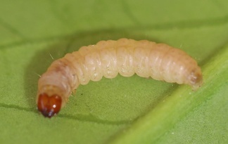 Cydia pomonella