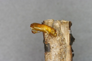 Cydia pomonella