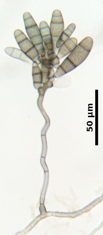Curvularia inaequalis