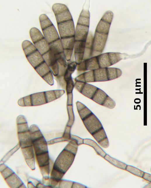 Curvularia inaequalis