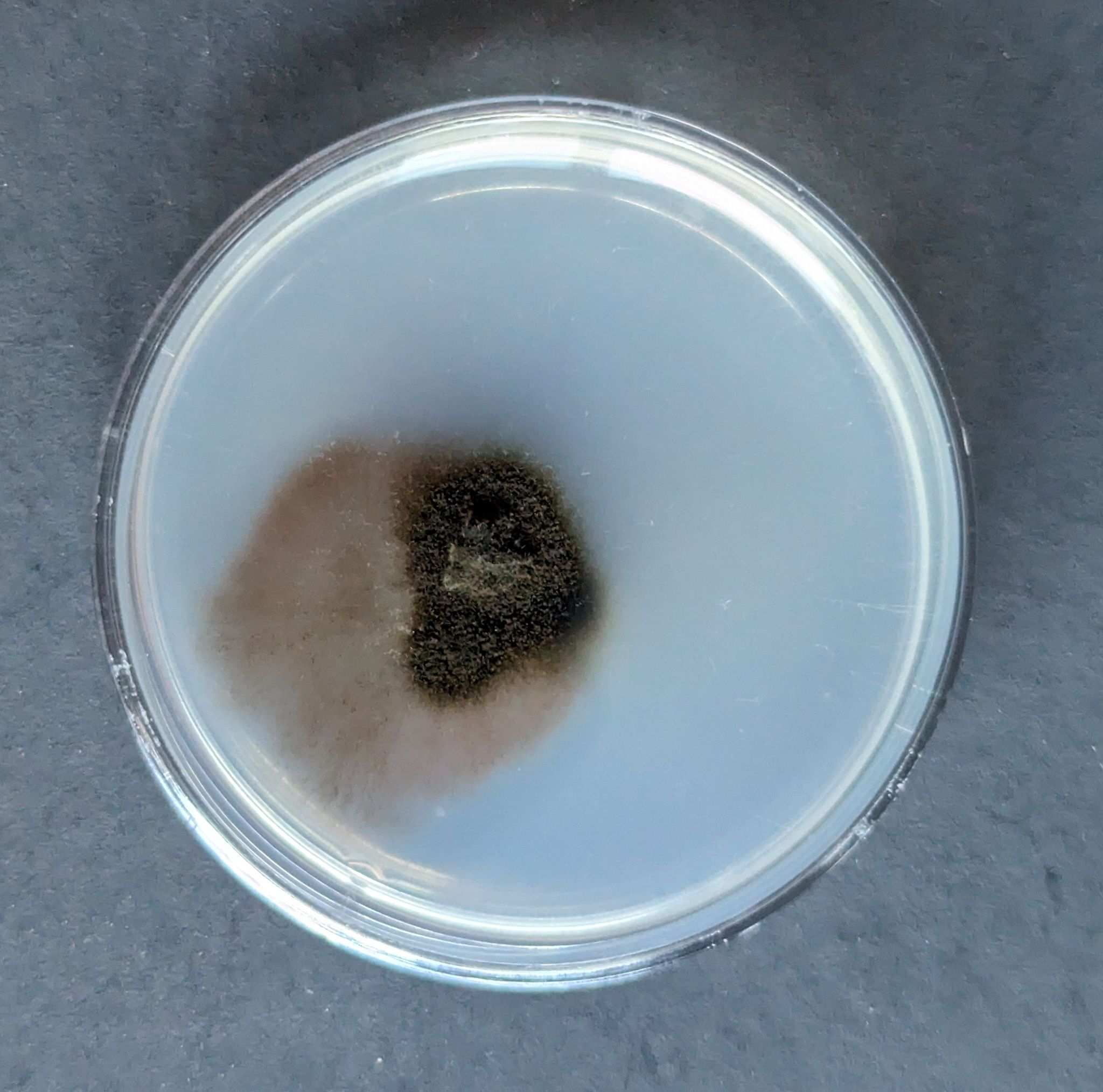 Curvularia inaequalis