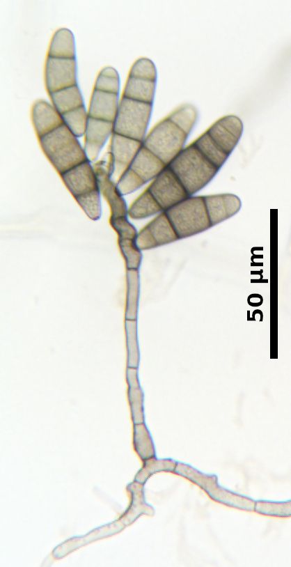 Curvularia inaequalis