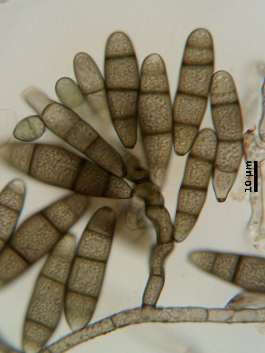 Curvularia inaequalis